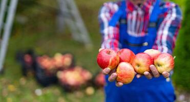 orgánico manzanas en granjero manos. verano natural rojo Fruta jardinería. foto