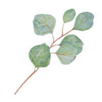 Eucalyptus branch watercolor hand drawn floral illustration. Botanical painting of greenery leaves are isolated. Good as an element in the decorative design of wedding invitations, greetings, textile png