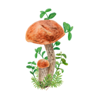 selvaggio commestibile funghi, muschio e mirtillo foglie, mirtillo rosso rami acquerello mano disegnato botanico realistico illustrazione. foresta boletus con rosso berretto per Stampa, tessuto, invito, menù, Stampa, carta png