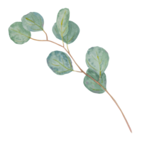 Eucalyptus branch watercolor hand drawn floral illustration. Botanical painting of greenery leaves are isolated. Good as an element in the decorative design of wedding invitations, greetings, textile png