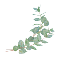 Eucalyptus branch watercolor hand drawn floral illustration. Botanical painting of greenery leaves are isolated. Good as an element in the decorative design of wedding invitations, greetings, textile png