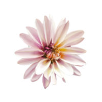 flor de pintura de acuarela png
