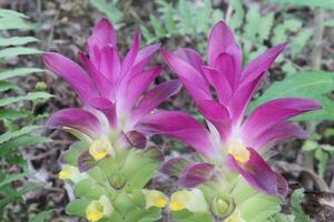 Curcuma australasica, Cape York lily, wild turmeric on jungle photo