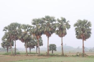 Borassus aethiopum plant on field photo