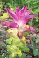 Curcuma australasica, Cape York lily, wild turmeric on jungle photo