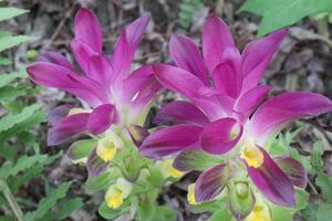Curcuma australasica, Cape York lily, wild turmeric on jungle photo
