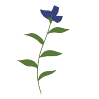 botánico azul flor png