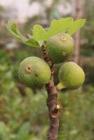 Fig fruit on tree in farm photo