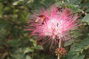 Calliandra haematocephala leaf plant on farm photo