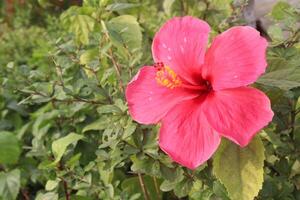 pink hibiscus flower on tree in farm photo