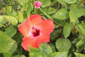 pink hibiscus flower on tree in farm photo