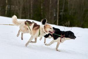 corriendo perro husky en carreras de perros de trineo foto