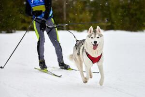 carreras deportivas de perros skijoring foto