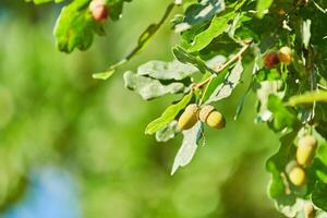 Green acorns on oak branch, copy space photo