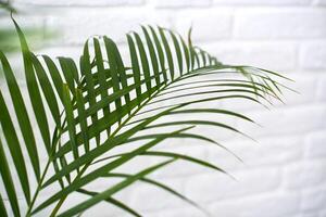 Palm leaves on white brick wall photo