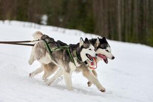 Running Husky dog on sled dog racing photo