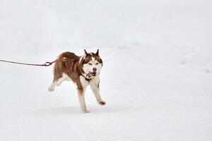 Running Husky dog on sled dog racing photo