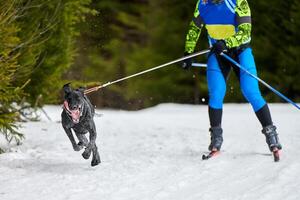 carreras deportivas de perros skijoring foto