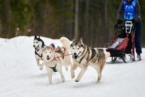 Husky sled dog racing photo