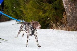 carreras deportivas de perros skijoring foto