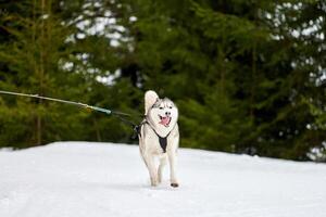 Running Husky dog on sled dog racing photo