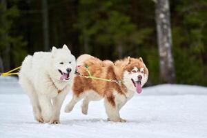 corriendo perros husky y samoyedos en carreras de trineos tirados por perros foto