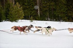 Running Husky dog on sled dog racing photo