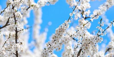 White plum blossom on blue sky background, beautiful white flowers of prunus tree in city garden photo