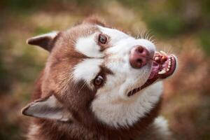 Siberian Husky dog portrait with brown eyes and red brown color, cute sled dog breed photo