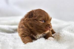 Little Chihuahua puppy sitting on soft white fabric, cute sleepy brown white dog breed on white photo