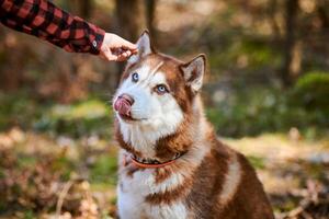 Siberian Husky dog looks at yummy meal in owner hand, cute brown white Husky dog waiting for rewards photo