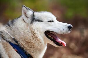 Siberian Husky dog profile portrait with black gray white coat color, cute sled dog breed photo