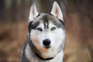 Siberian Husky dog portrait with blue eyes and gray coat color, cute sled dog breed photo