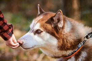 Siberian Husky dog sniffs yummy meal in owner hand, cute brown white Husky dog waiting for rewards photo