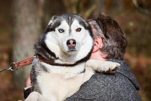 siberiano fornido perro abrazos dueño, fornido perro retrato con azul marrón ojos y negro blanco Saco color foto