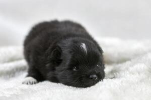 Little Chihuahua puppy lying on soft white fabric, cute sleepy brown white dog breed on white photo