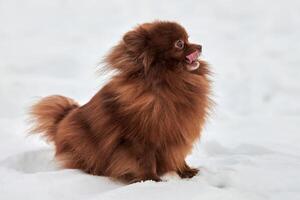 Happy Pomeranian Spitz dog on winter outdoor walking full size profile portrait cute chocolate Spitz photo