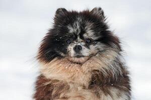 Pomeranian Spitz dog close up winter portrait on snow background, cute black marble with tan puppy photo