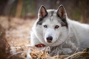 Siberian Husky dog with eye injury close up portrait beautiful Husky dog with black white coat color photo