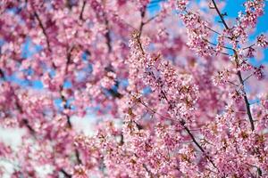 Pink cherry blossom, beautiful pink flowers of japanese cherry tree on blue sky background in garden photo