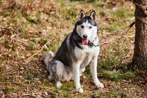 Siberian Husky dog sitting on forest grass, full size Husky dog portrait with blue eyes photo