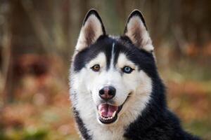 Siberian Husky dog portrait with blue eyes and gray coat color, cute sled dog breed photo