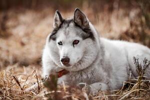 Siberian Husky dog with eye injury lying on dry grass, beautiful Husky with black white coat color photo