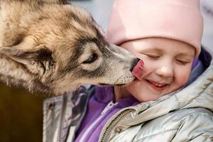 Siberian Husky puppy licking little girl face, happy friendship of dog and little child photo