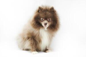 Light brown Pomeranian Spitz dog isolated on white background, cute brownish tan Spitz puppy photo