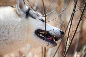 Siberian Husky dog chews tree branch for brushing teeth, Husky dog profile portrait photo