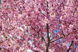 Pink cherry blossom, beautiful pink flowers of japanese cherry tree on blue sky background in garden photo