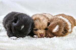 Three little Chihuahua puppies lying on soft white fabric, cute sleepy brown and black dogs breed photo