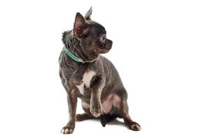 corto peludo chihuahua perro con grande orejas elevado uno pata aislado en blanco fondo, linda perro foto