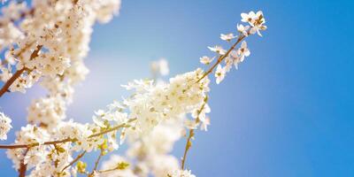 White plum blossom on blue sky background, beautiful white flowers of prunus tree in city garden photo